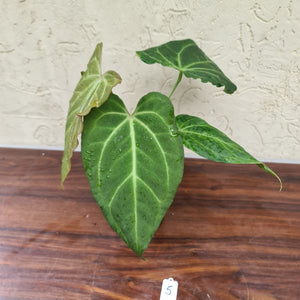 #5 Anthurium Magnificum Hybrid x