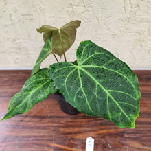 Load image into Gallery viewer, #5 Anthurium Magnificum Hybrid x