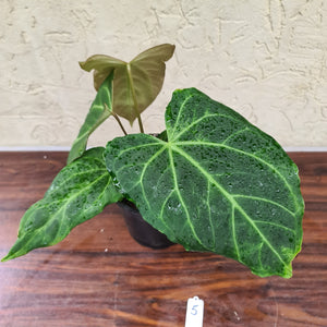 #5 Anthurium Magnificum Hybrid x