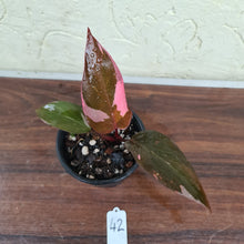 Load image into Gallery viewer, #42 Philodendron Pink Princess