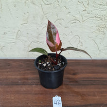 Load image into Gallery viewer, #42 Philodendron Pink Princess
