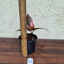 Load image into Gallery viewer, #42 Philodendron Pink Princess
