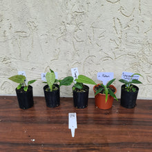 Load image into Gallery viewer, #24 BABY ANTHURIUM PACKAGE - 5 x SEEDLINGS