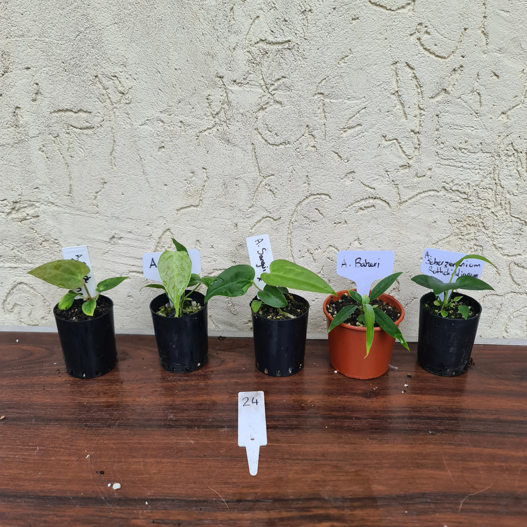 #24 BABY ANTHURIUM PACKAGE - 5 x SEEDLINGS