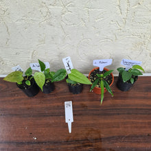 Load image into Gallery viewer, #24 BABY ANTHURIUM PACKAGE - 5 x SEEDLINGS