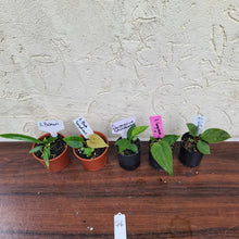 Load image into Gallery viewer, #46 BABY ANTHURIUM PACKAGE - 5 x SEEDLINGS