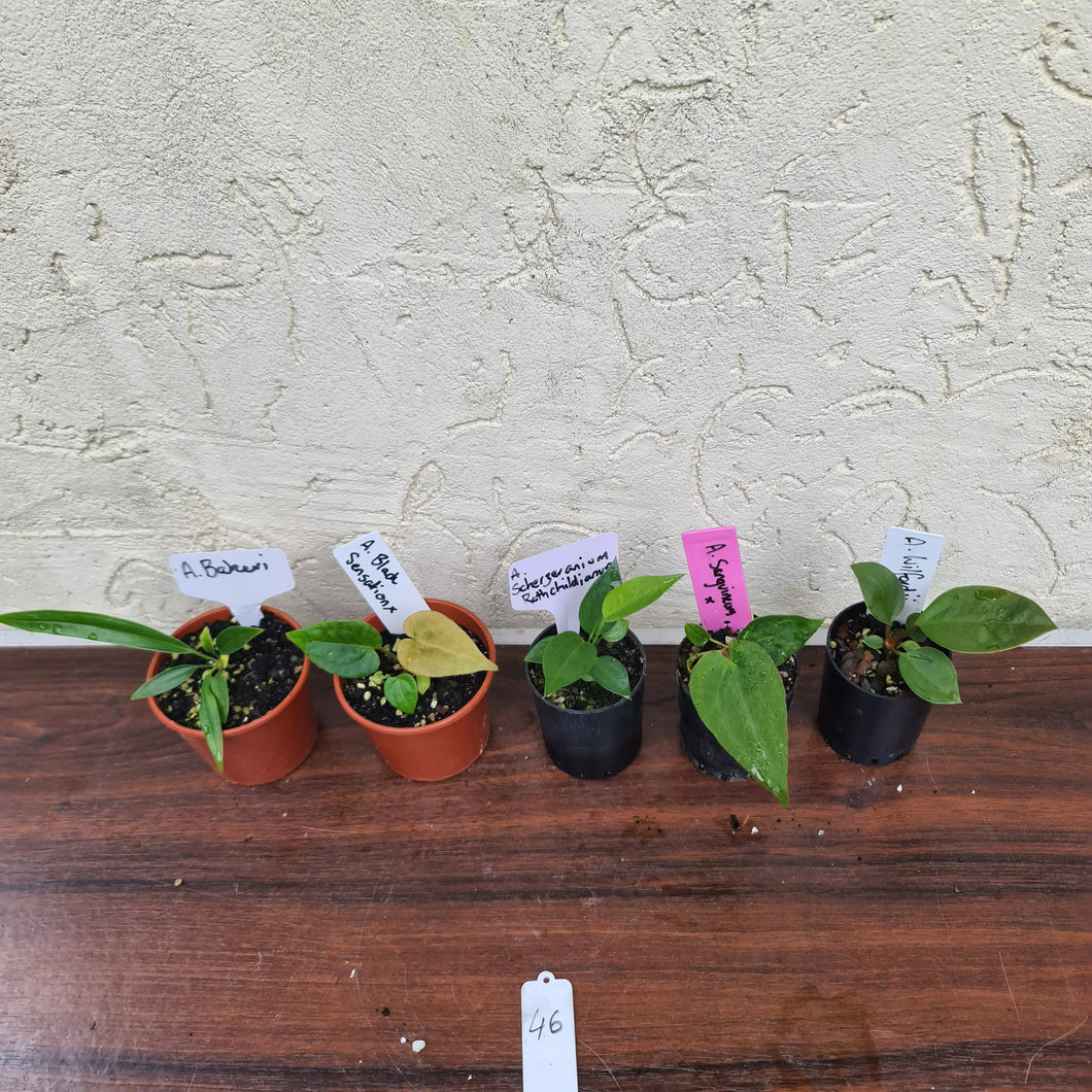 #46 BABY ANTHURIUM PACKAGE - 5 x SEEDLINGS