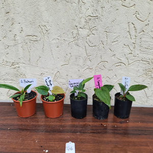 #46 BABY ANTHURIUM PACKAGE - 5 x SEEDLINGS