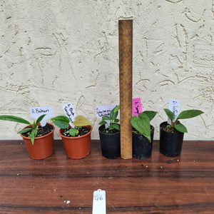 #46 BABY ANTHURIUM PACKAGE - 5 x SEEDLINGS