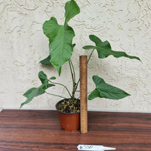Load image into Gallery viewer, #330 Anthurium Balaoanum