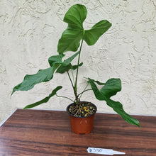 Load image into Gallery viewer, #330 Anthurium Balaoanum