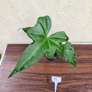 #36 Anthurium Macrolobium