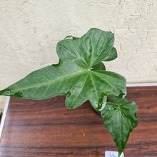 Load image into Gallery viewer, #36 Anthurium Macrolobium