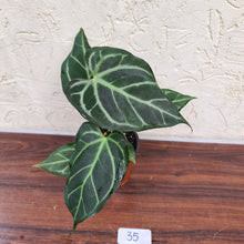 Load image into Gallery viewer, #35 Anthurium Magnificum Hybrid x