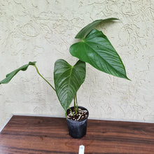 Load image into Gallery viewer, #15 Anthurium Bosworth Beauty