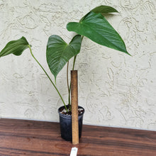 Load image into Gallery viewer, #15 Anthurium Bosworth Beauty
