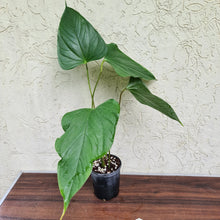 Load image into Gallery viewer, #15 Anthurium Bosworth Beauty