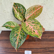 Load image into Gallery viewer, #72 Aglaonema Strip Tease