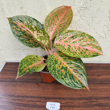 Load image into Gallery viewer, #72 Aglaonema Strip Tease