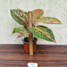 Load image into Gallery viewer, #72 Aglaonema Strip Tease