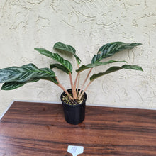 Load image into Gallery viewer, #74 Aglaonema Unknown