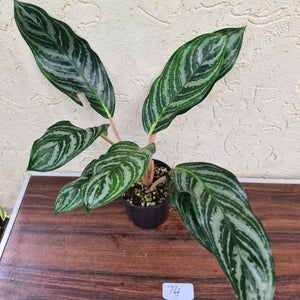 #74 Aglaonema Unknown