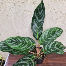 Load image into Gallery viewer, #74 Aglaonema Unknown