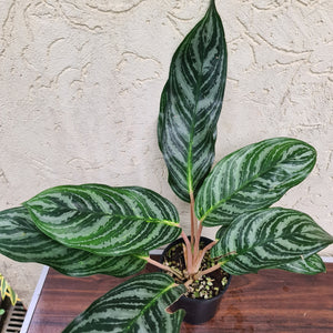 #74 Aglaonema Unknown