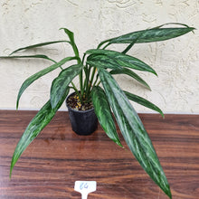 Load image into Gallery viewer, #64 Aglaonema Unknown