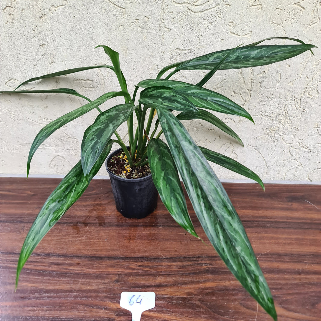 #64 Aglaonema Unknown