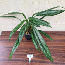 Load image into Gallery viewer, #64 Aglaonema Unknown