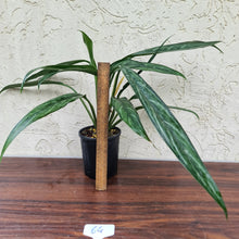 Load image into Gallery viewer, #64 Aglaonema Unknown