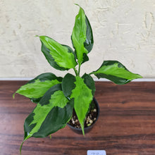 Load image into Gallery viewer, #73 Aglaonema Modestum Medio Pictum / Shingii