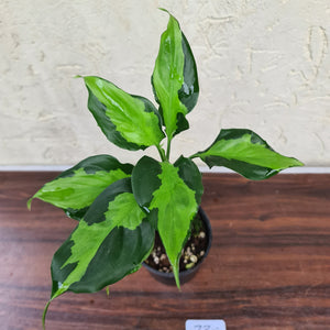 #73 Aglaonema Modestum Medio Pictum / Shingii
