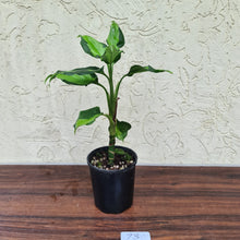 Load image into Gallery viewer, #73 Aglaonema Modestum Medio Pictum / Shingii