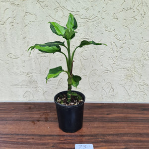 #73 Aglaonema Modestum Medio Pictum / Shingii