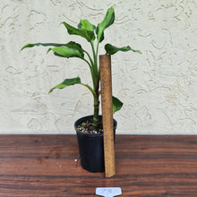 Load image into Gallery viewer, #73 Aglaonema Modestum Medio Pictum / Shingii