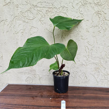 Load image into Gallery viewer, #44 Anthurium Bosworth Beauty