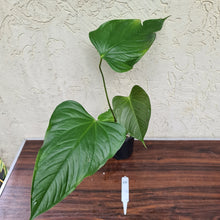 Load image into Gallery viewer, #44 Anthurium Bosworth Beauty
