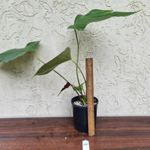 Load image into Gallery viewer, #44 Anthurium Bosworth Beauty
