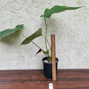 #44 Anthurium Bosworth Beauty
