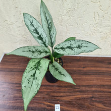 Load image into Gallery viewer, #22 Aglaonema Unknown