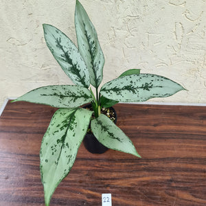 #22 Aglaonema Unknown