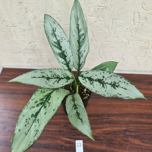 #22 Aglaonema Unknown