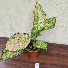 Load image into Gallery viewer, #27 Aglaonema Unknown
