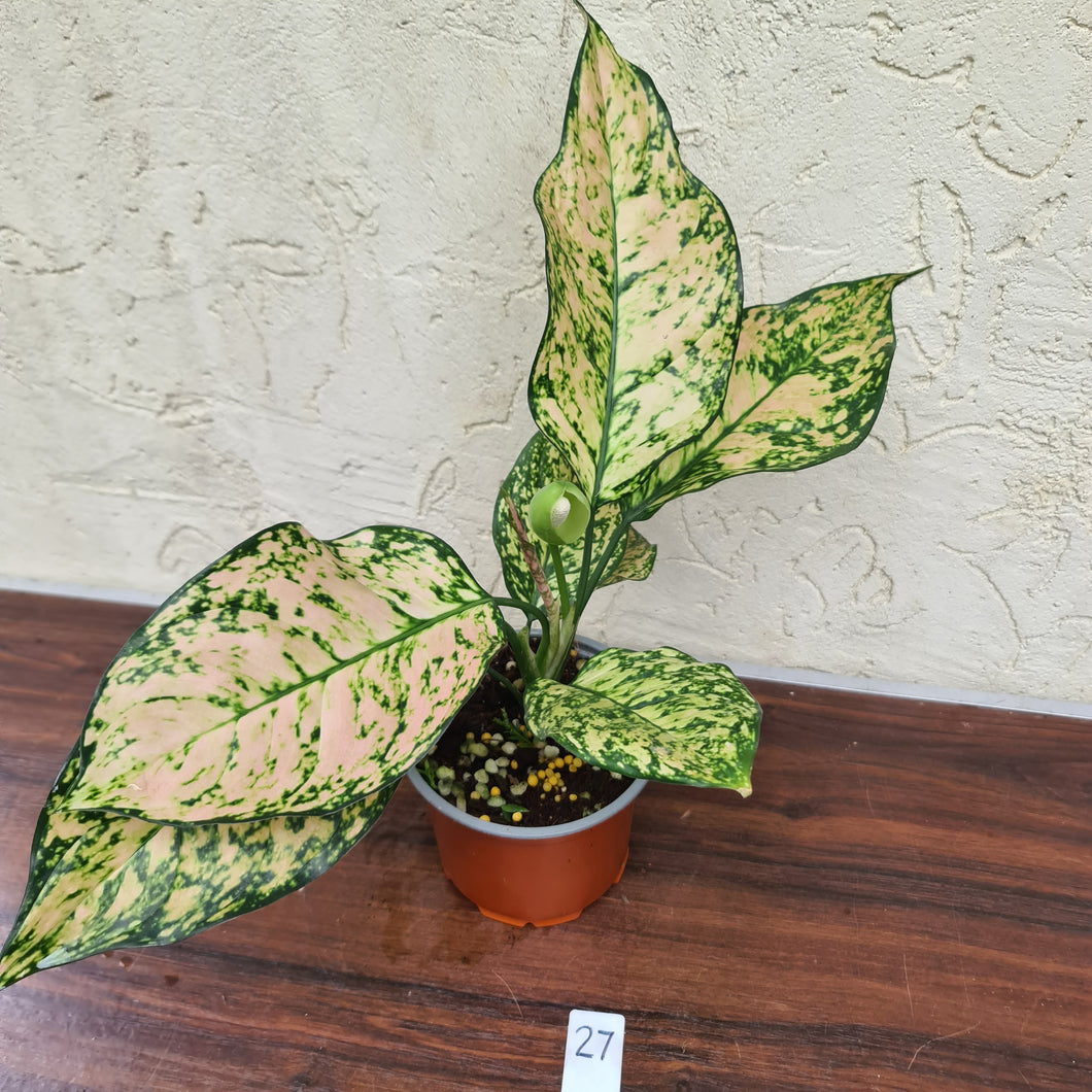 #27 Aglaonema Unknown