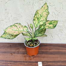 Load image into Gallery viewer, #27 Aglaonema Unknown