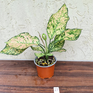 #27 Aglaonema Unknown