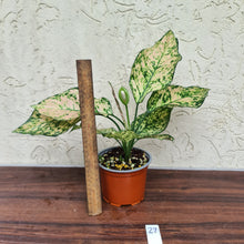 Load image into Gallery viewer, #27 Aglaonema Unknown