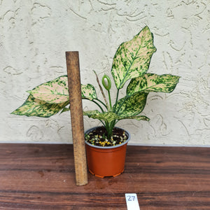 #27 Aglaonema Unknown